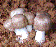Agaricus Pilz Mandelpilz