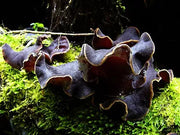 Auricularia polytricha Judasohr Vitalpilz
