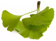 Ginkgo biloba Blatt Bild