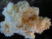 Hericium Löwenmähne Pilz kaufen Pilz