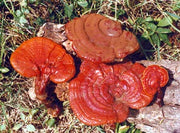 Reishi glänzender Lackporling Pilz