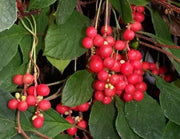 Schisandra Beeren Früchte